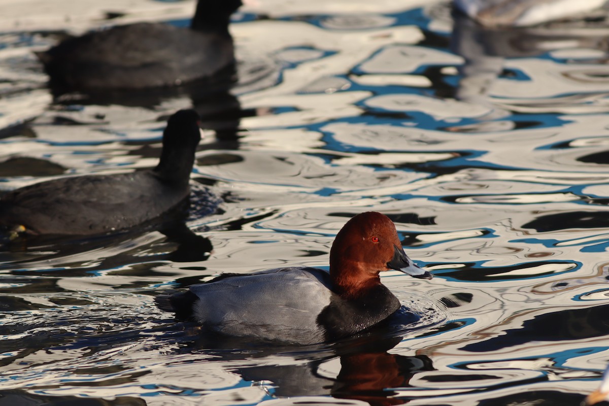 Common Pochard - ML647772223