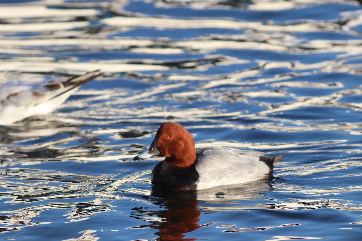 Common Pochard - ML647772224