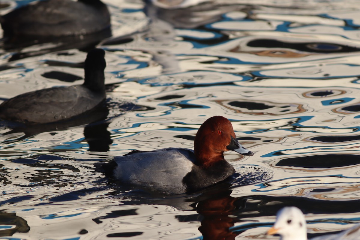 Common Pochard - ML647772225