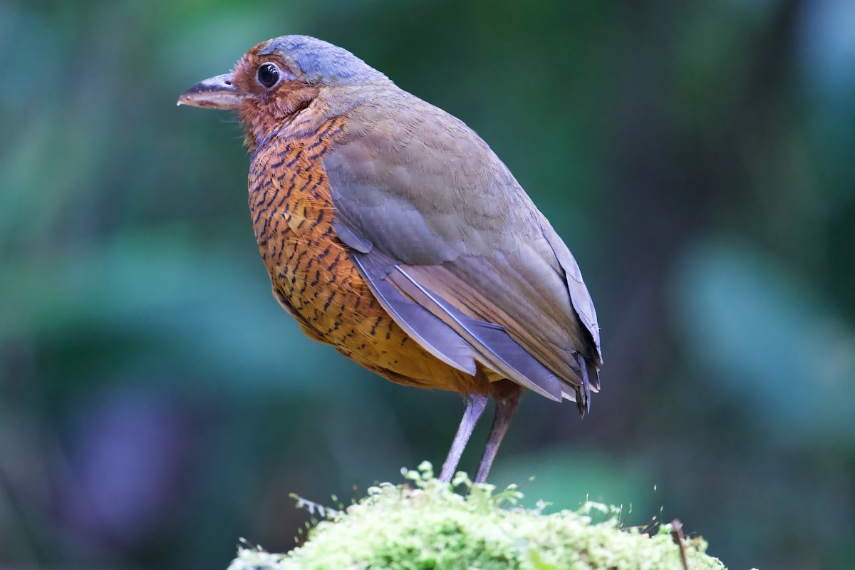 kjempemaurpitta - ML647772258