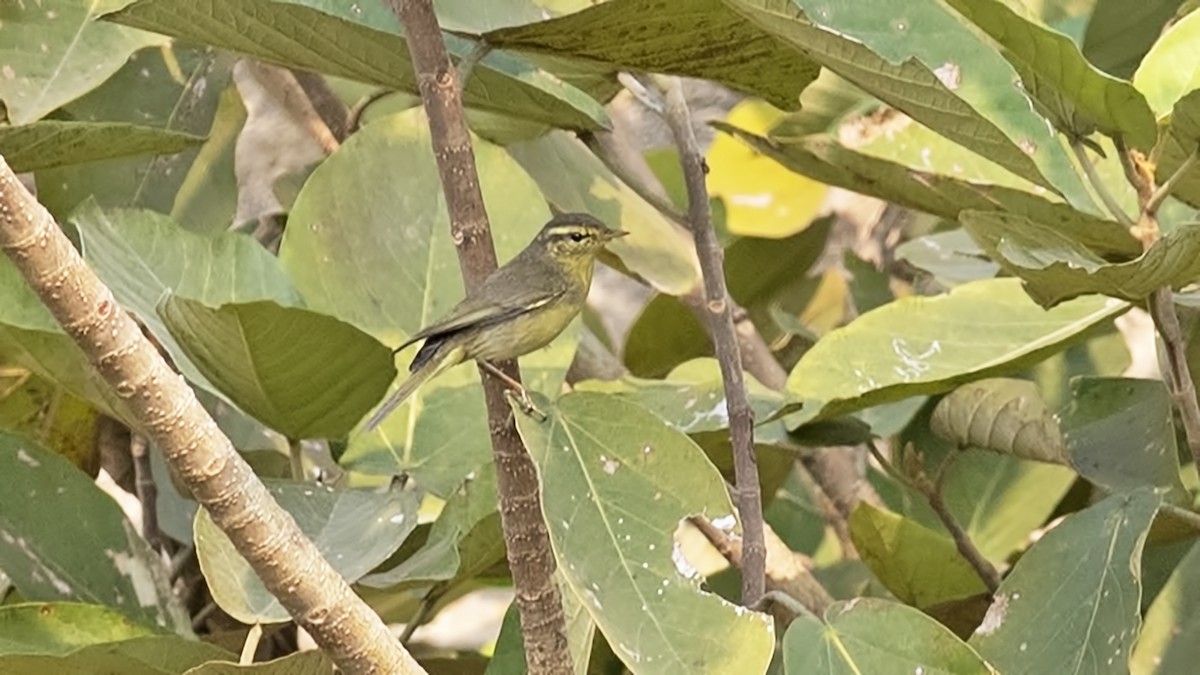 Tickell Çıvgını - ML647772282