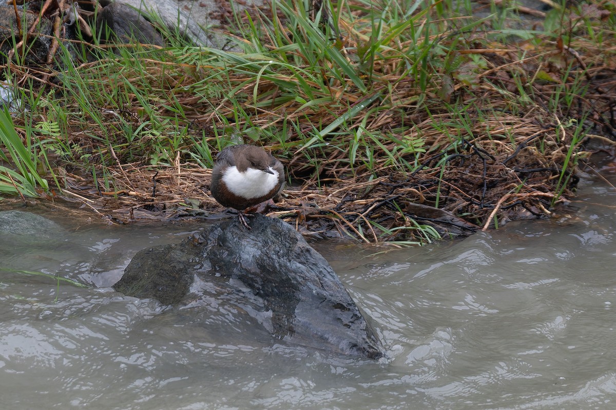 skorec vodní - ML647772293