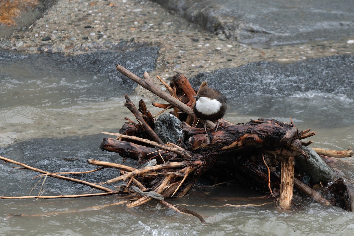 skorec vodní - ML647772294