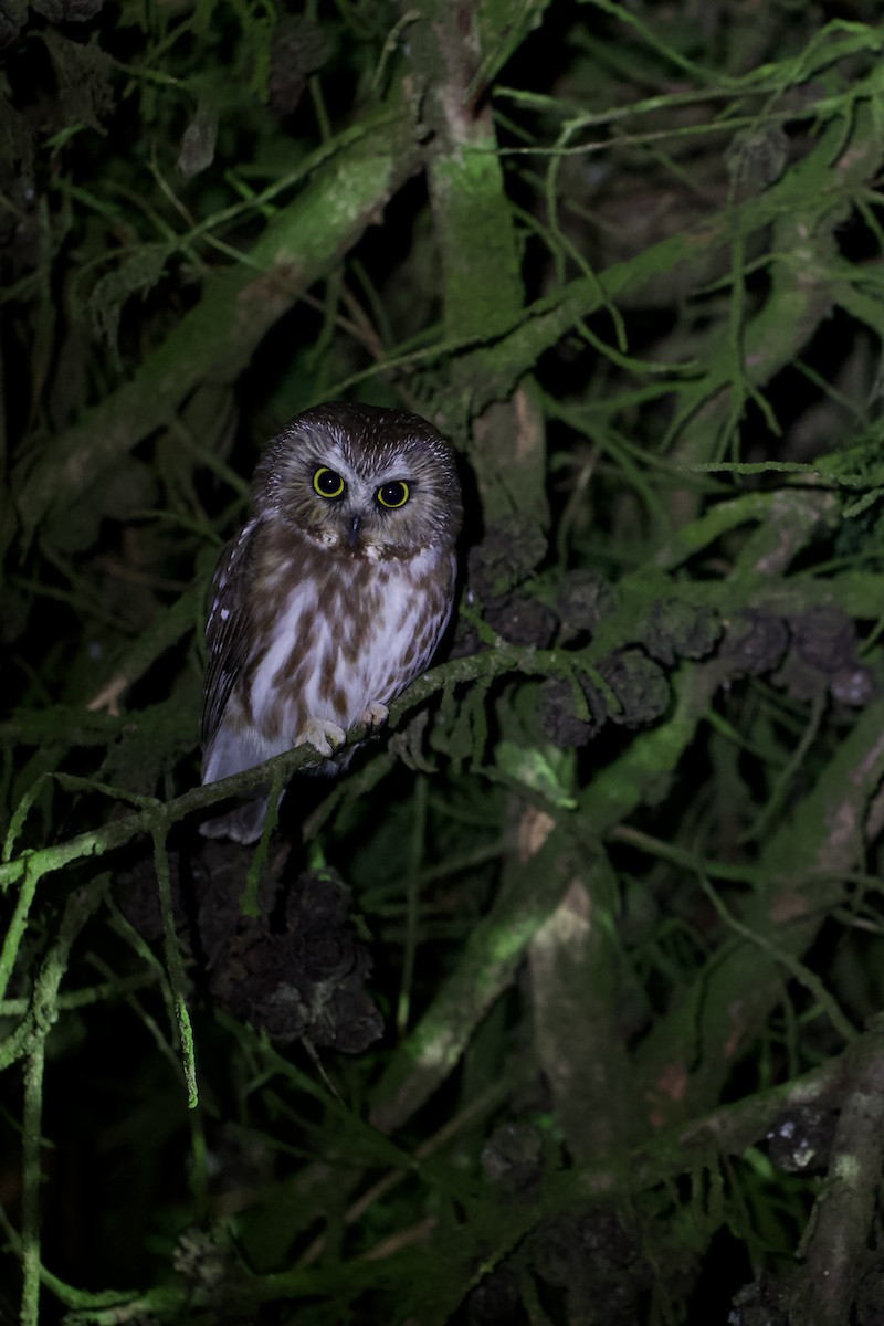 アメリカキンメフクロウ - ML647772337