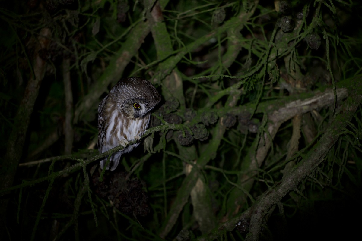 アメリカキンメフクロウ - ML647772338