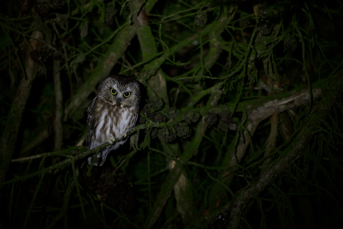 アメリカキンメフクロウ - ML647772339