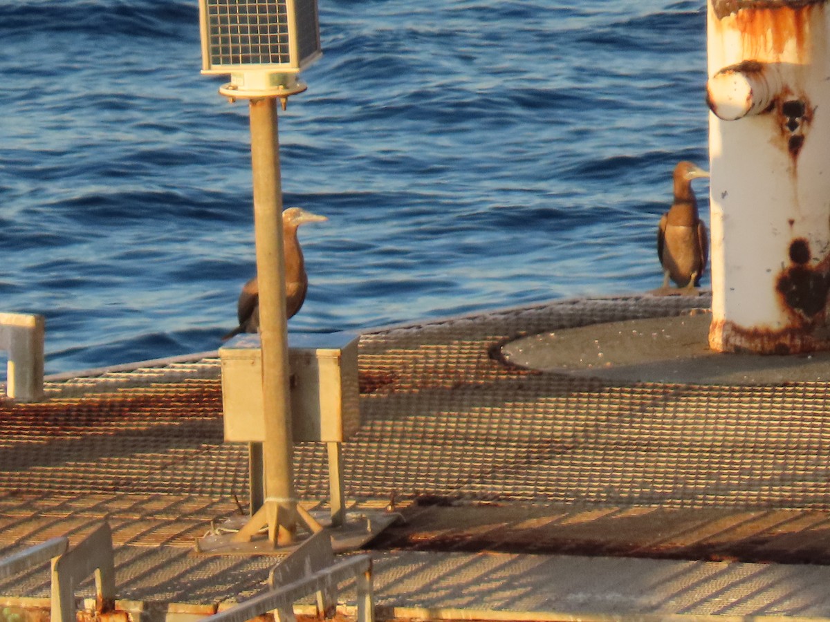 brunsule - ML647772372