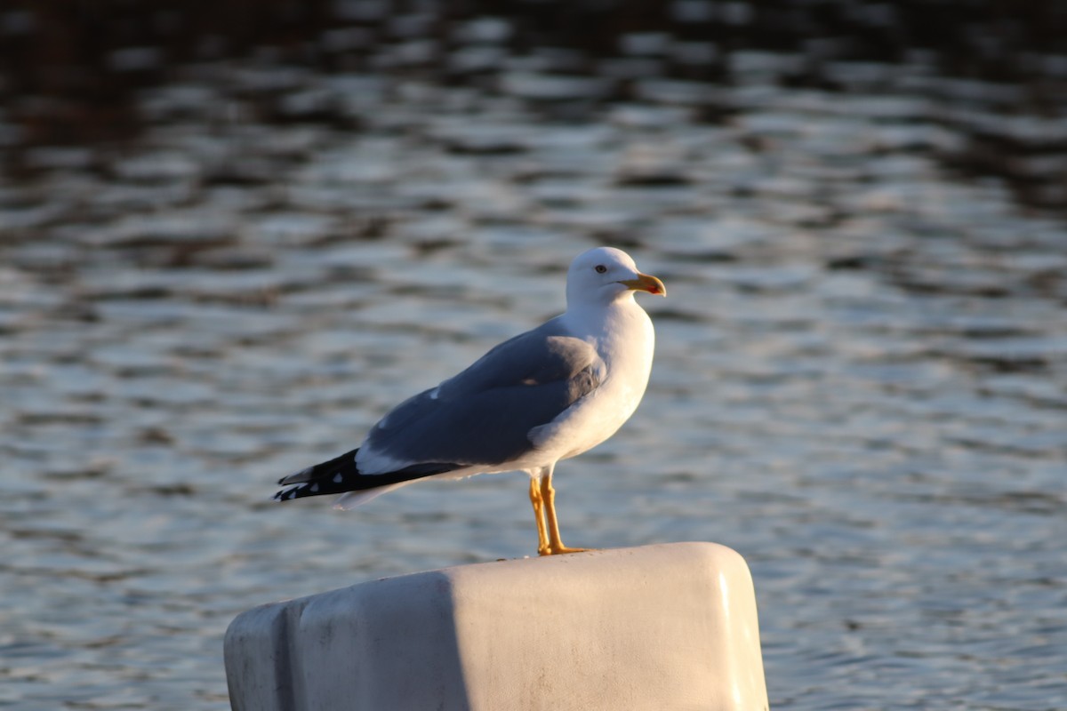 gulbeinmåke - ML647772384