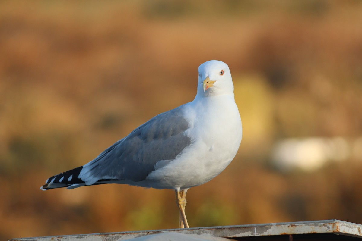 gulbeinmåke - ML647772385