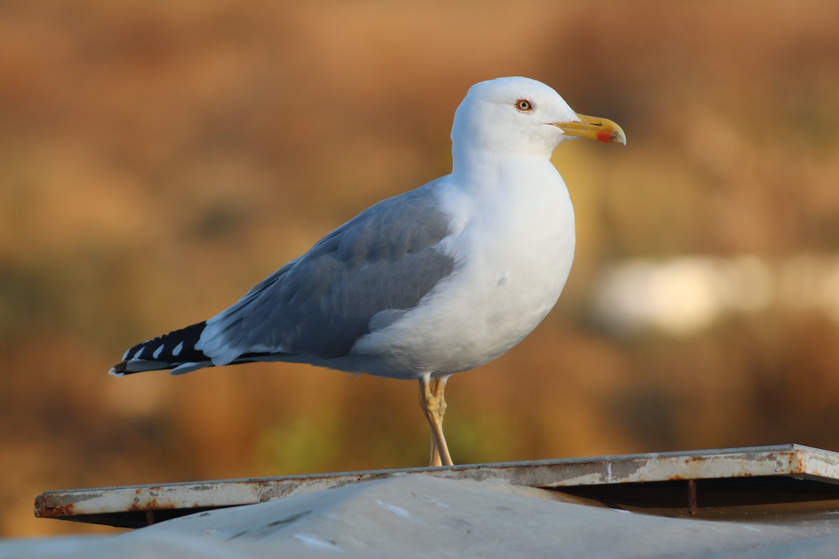 gulbeinmåke - ML647772387