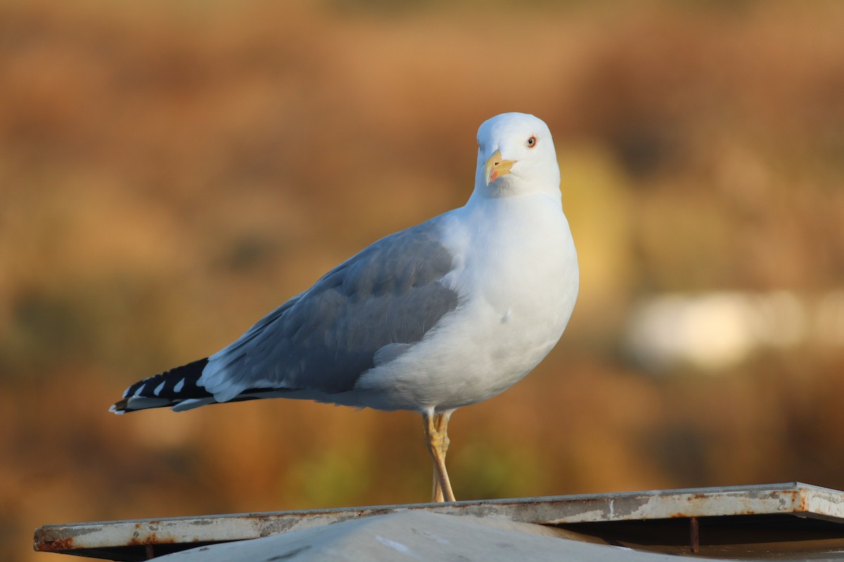 gulbeinmåke - ML647772388