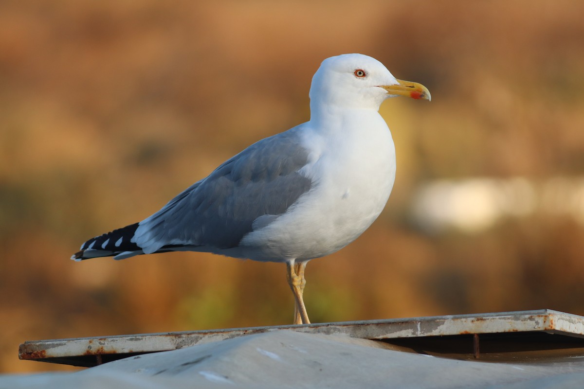 gulbeinmåke - ML647772389