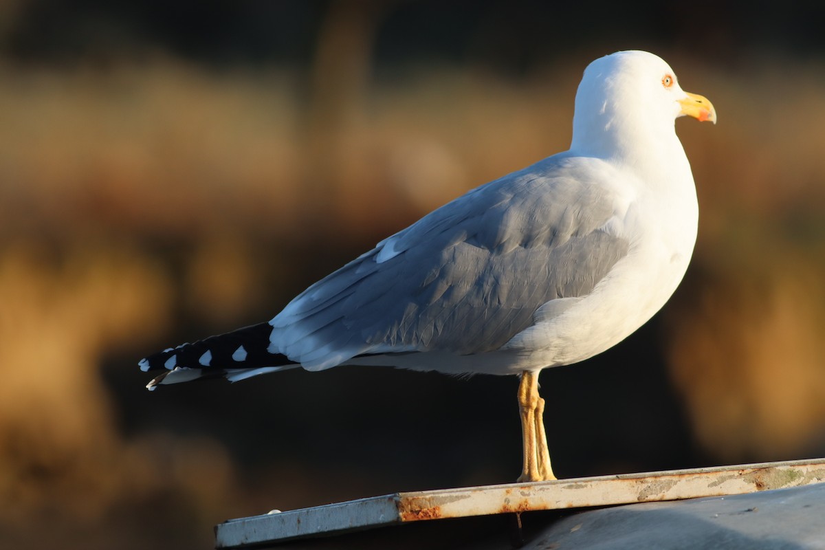 gulbeinmåke - ML647772390