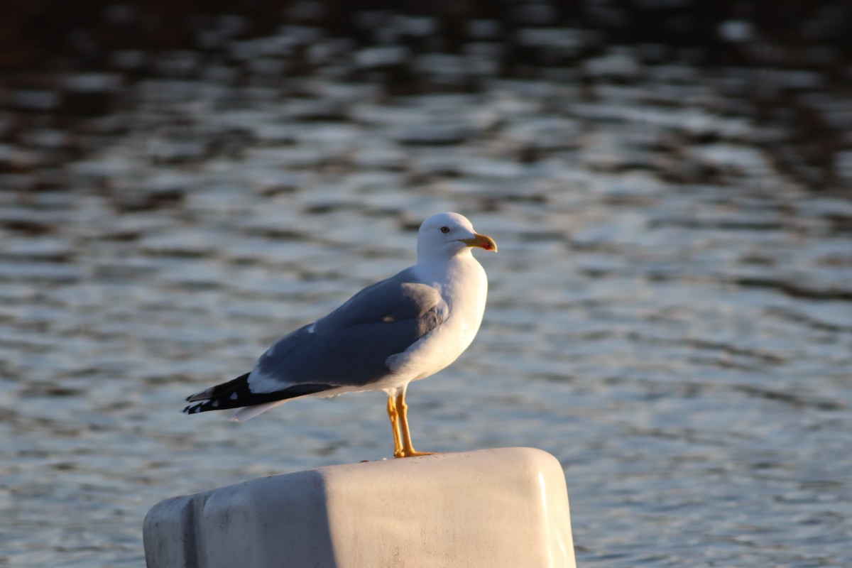 gulbeinmåke - ML647772391