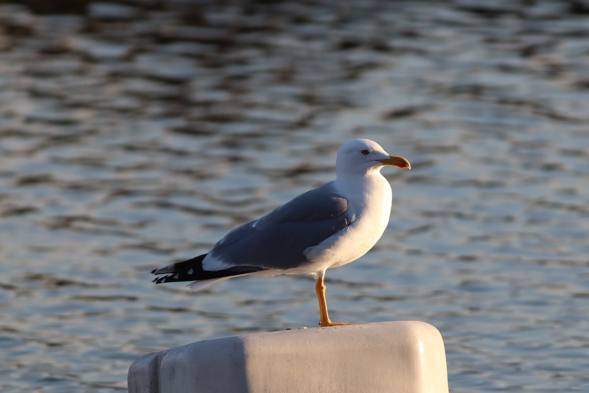 gulbeinmåke - ML647772392