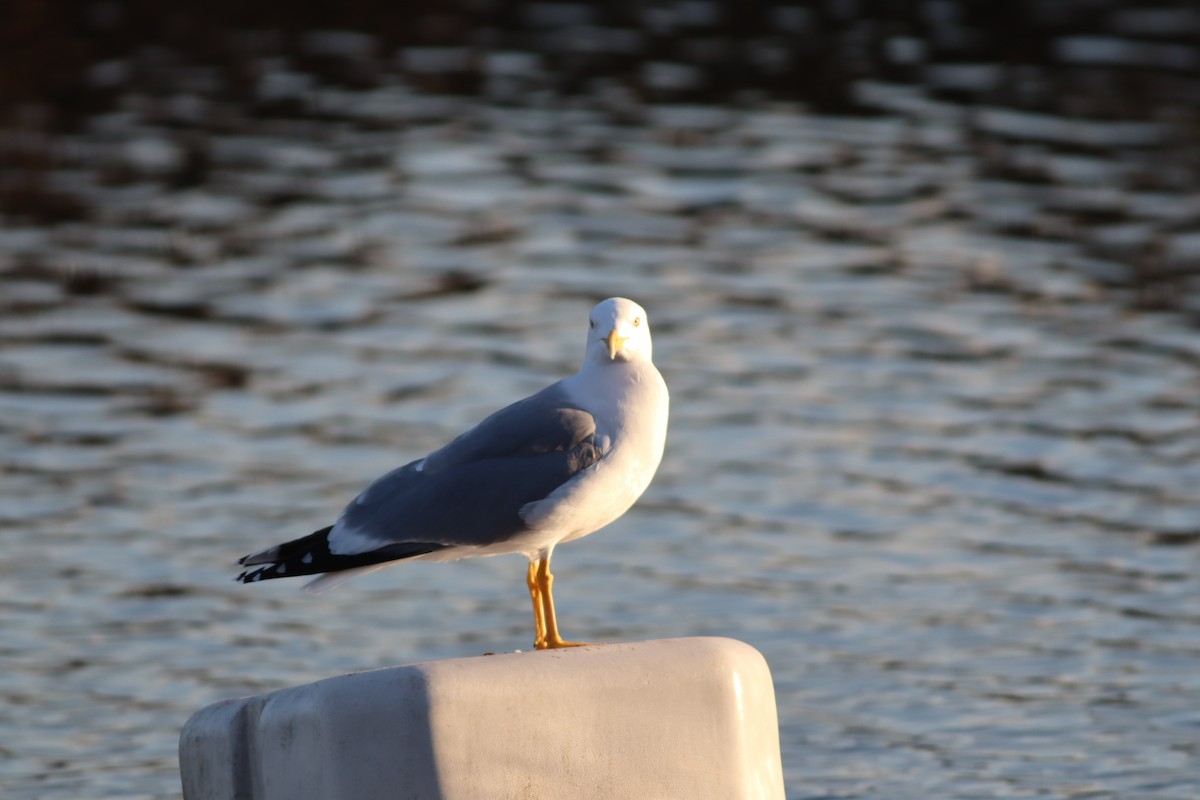 gulbeinmåke - ML647772393