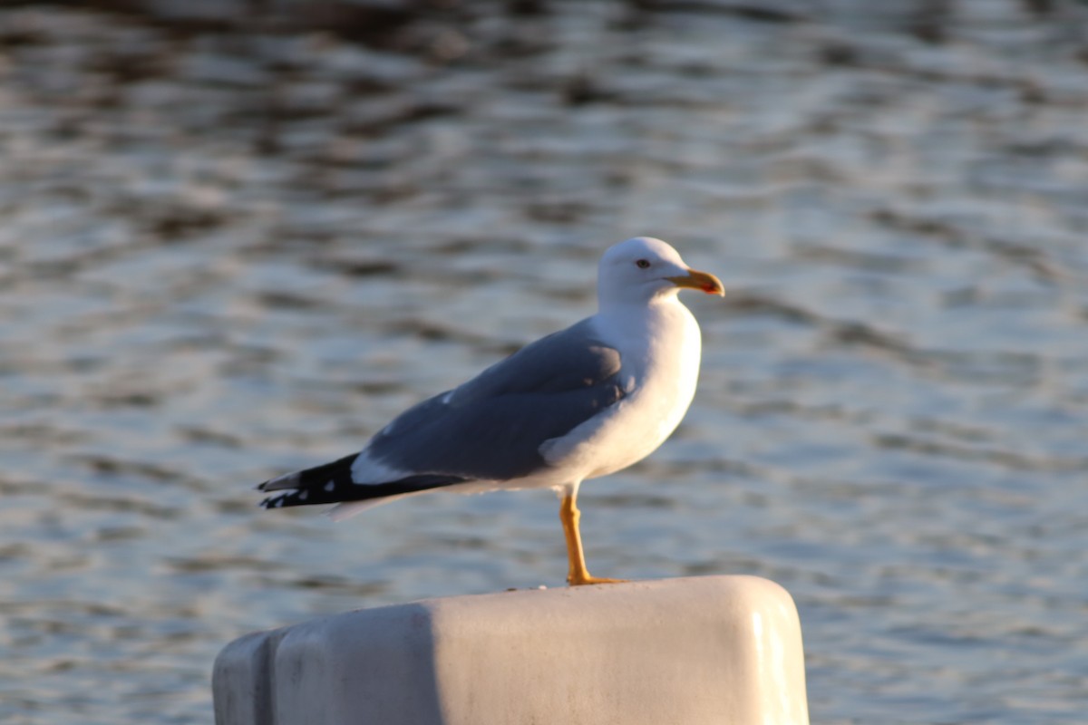 gulbeinmåke - ML647772394