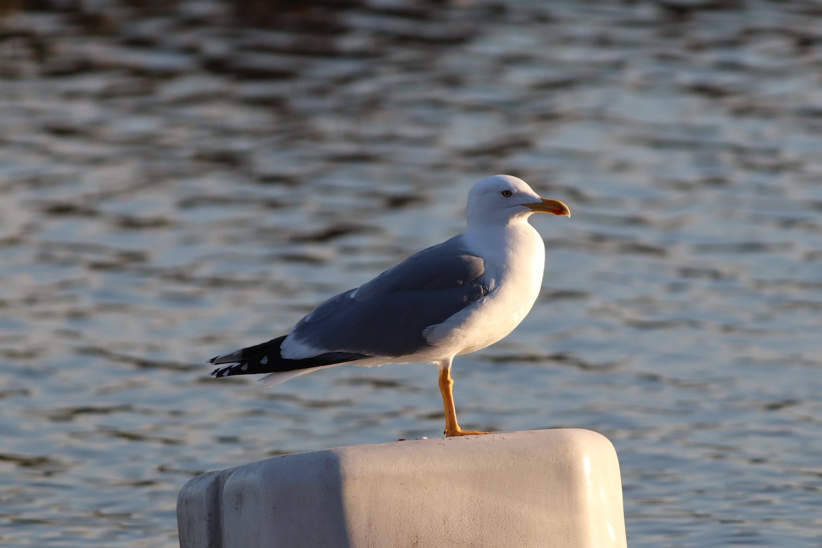 gulbeinmåke - ML647772395