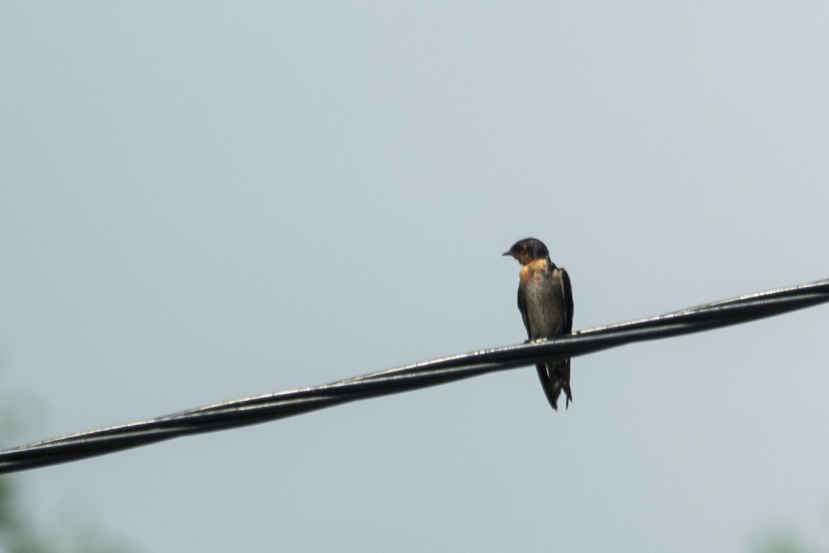 kystsvale - ML647772414