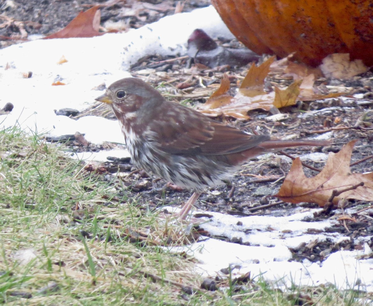 revespurv - ML647772415