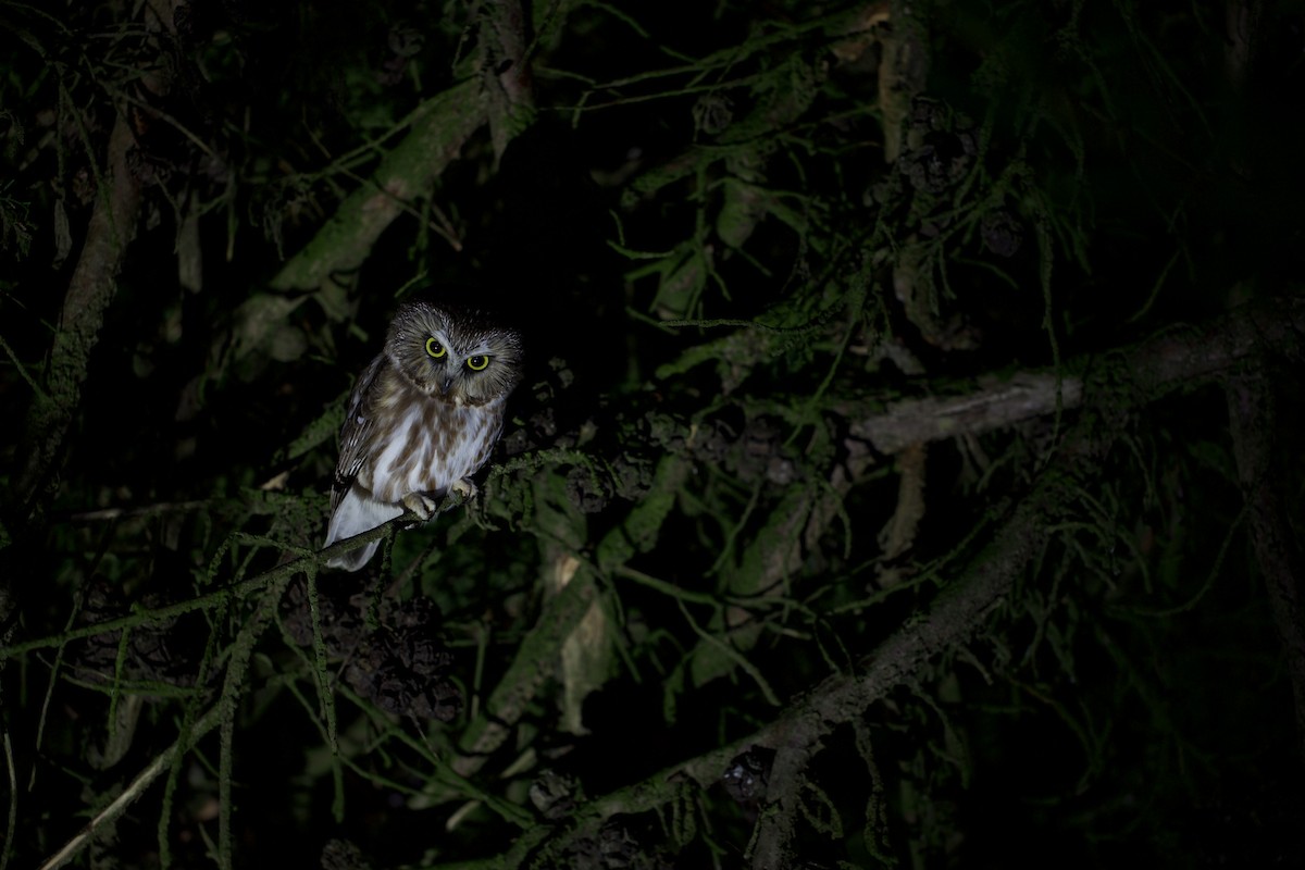 slipeugle - ML647772418