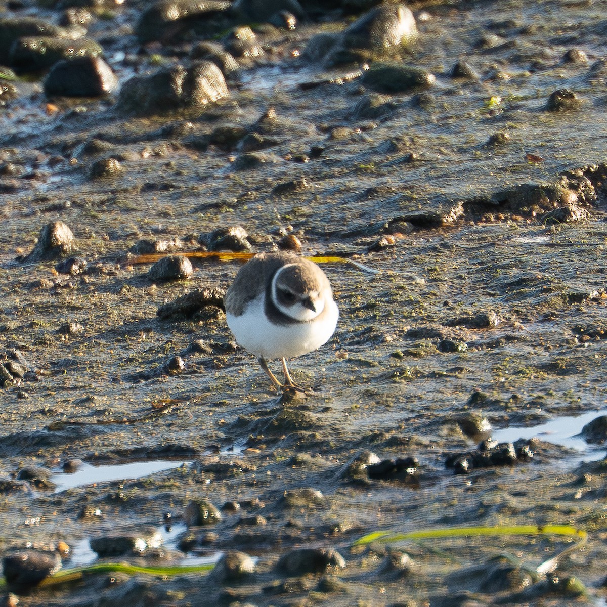 amerikasandlo - ML647772420