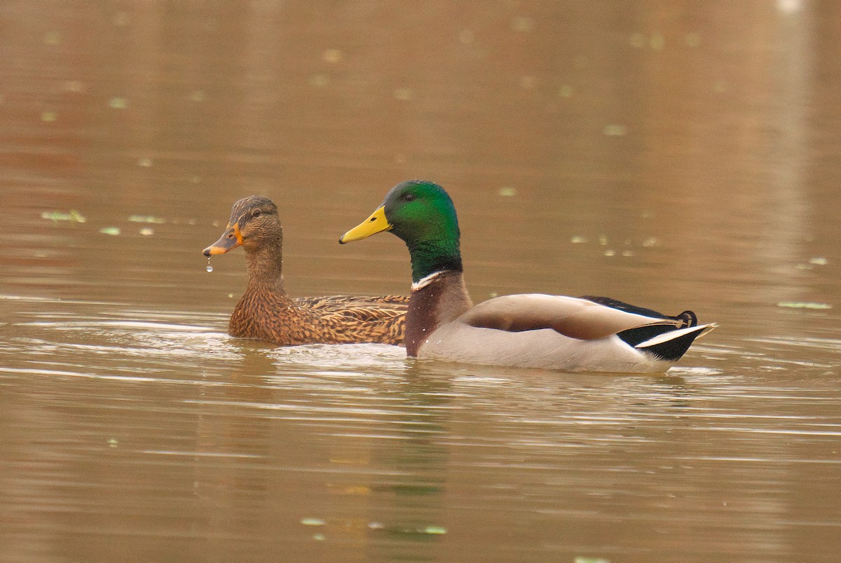 stokkand - ML647772422