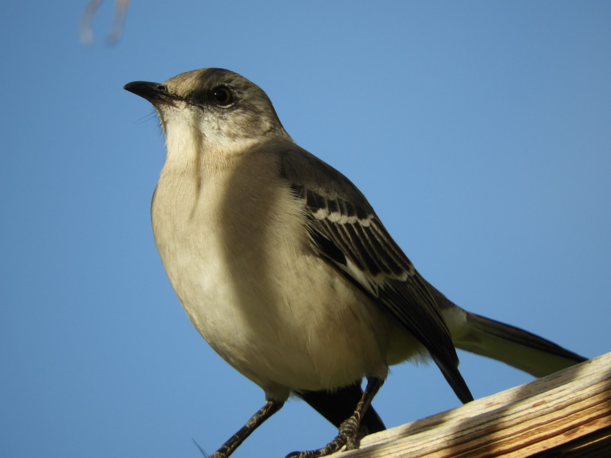 sangspottefugl - ML647772424