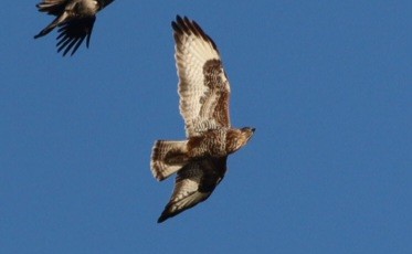 musvåk - ML647772426