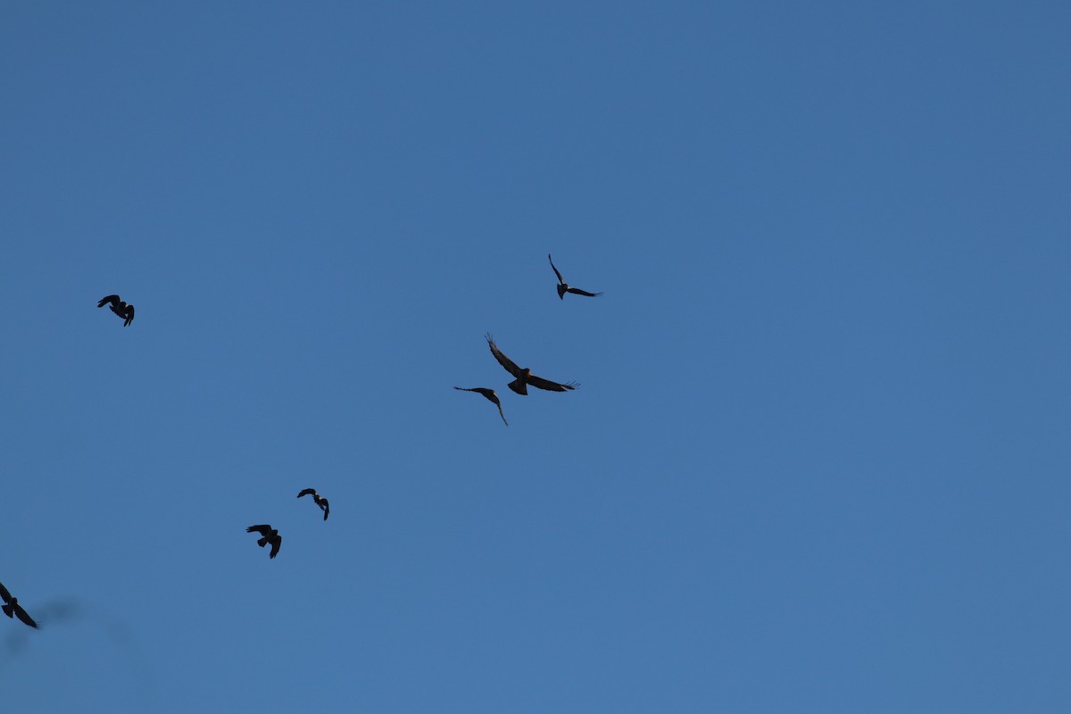 musvåk - ML647772427