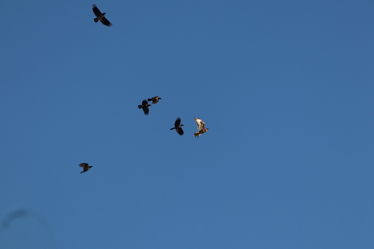 musvåk - ML647772428