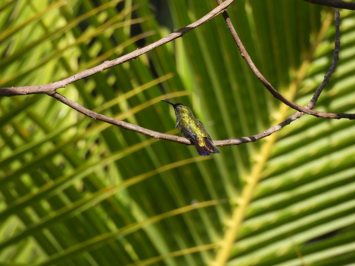 gyllenmango - ML647772429