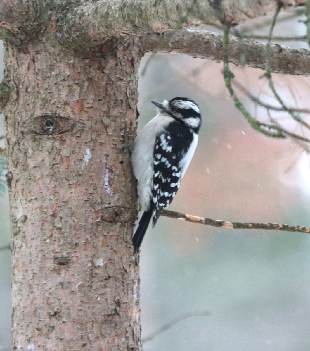 dunspett - ML647772431