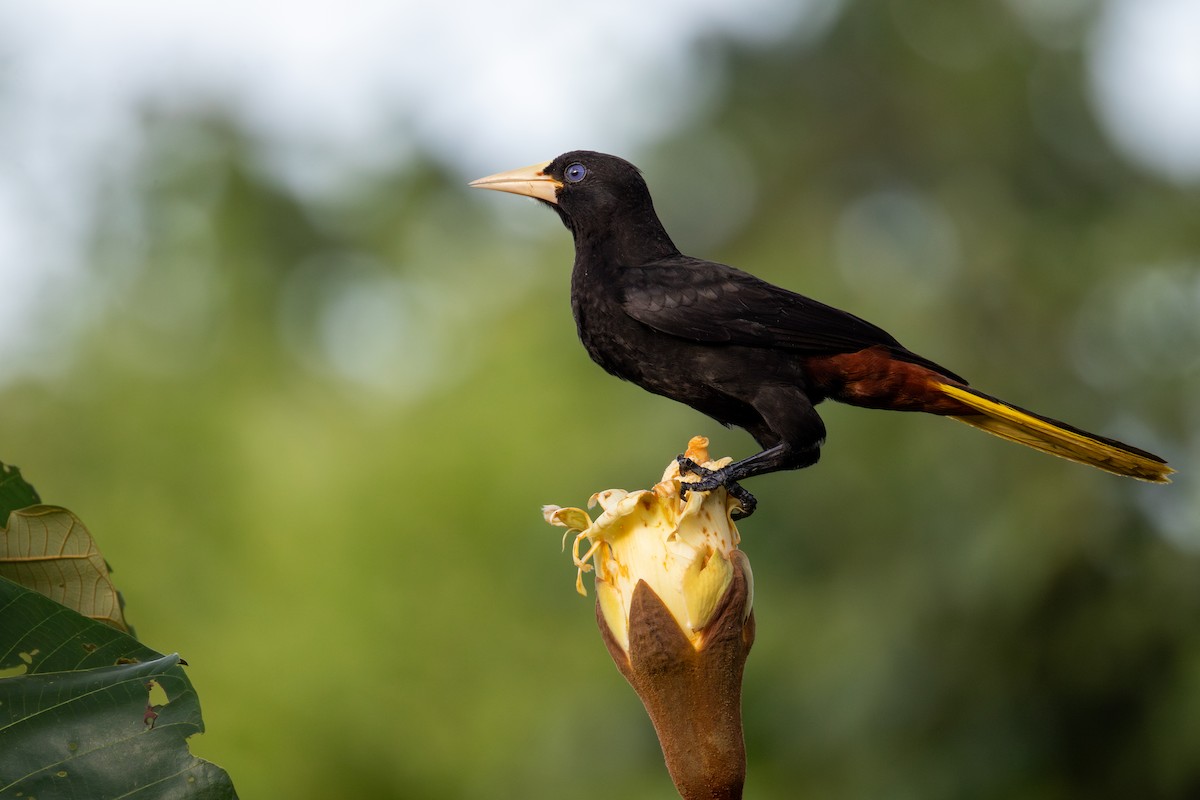 soldatoropendola - ML647772436