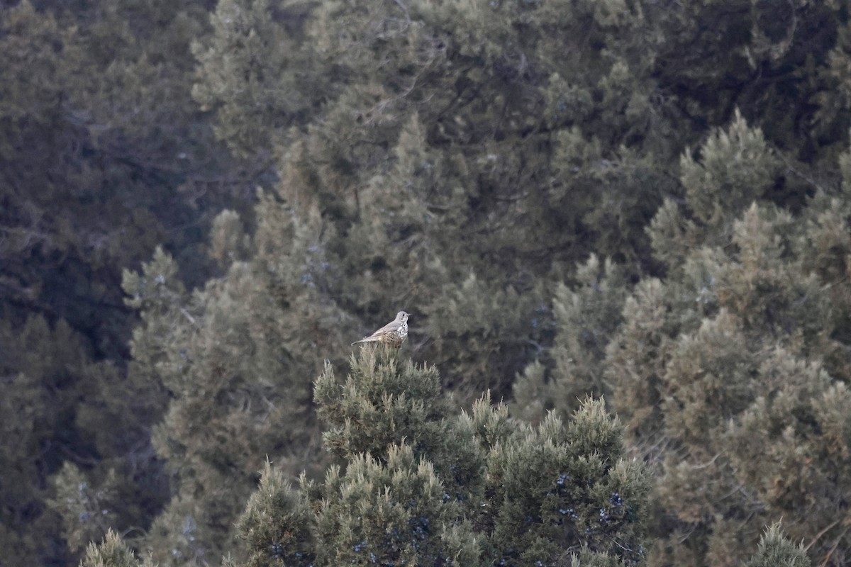 Grive draine - ML647772474