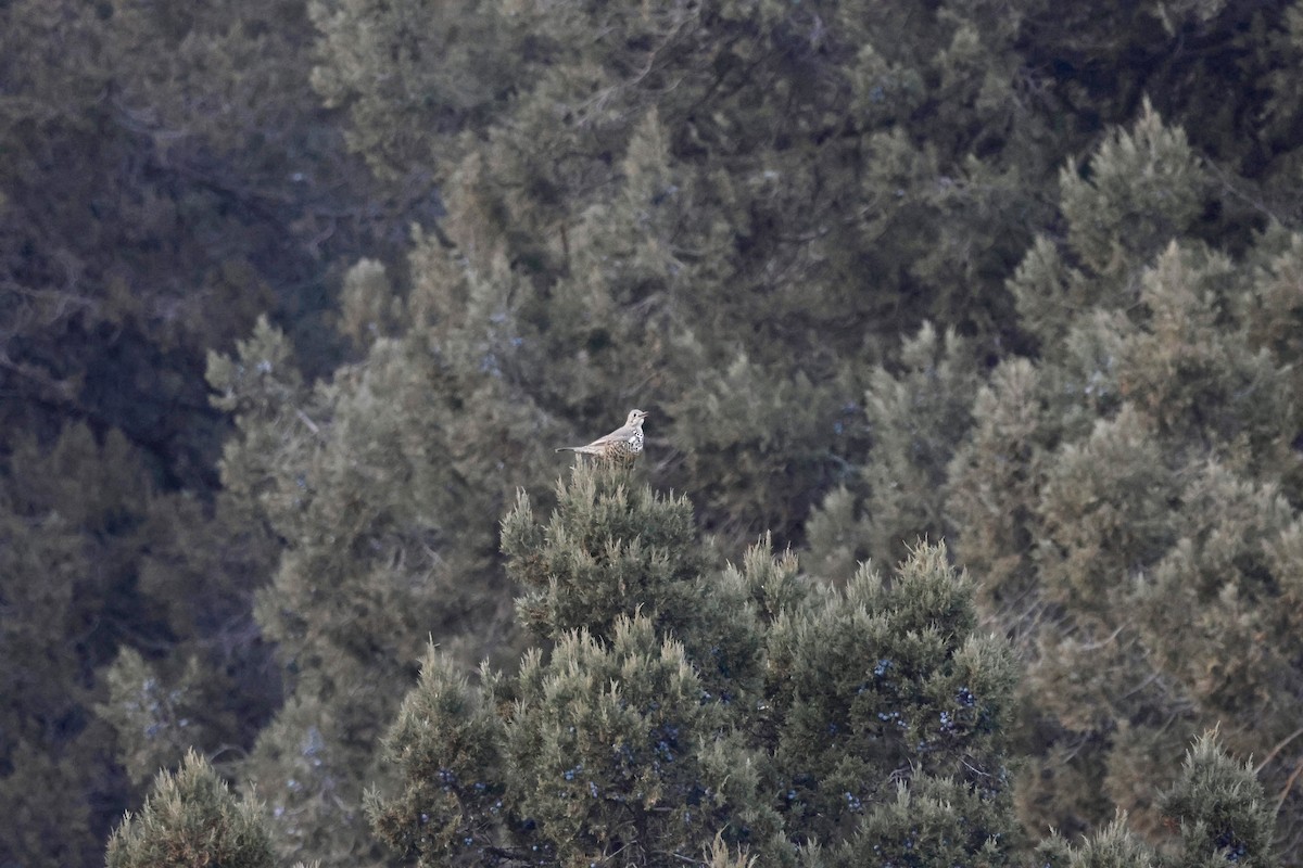 Grive draine - ML647772476