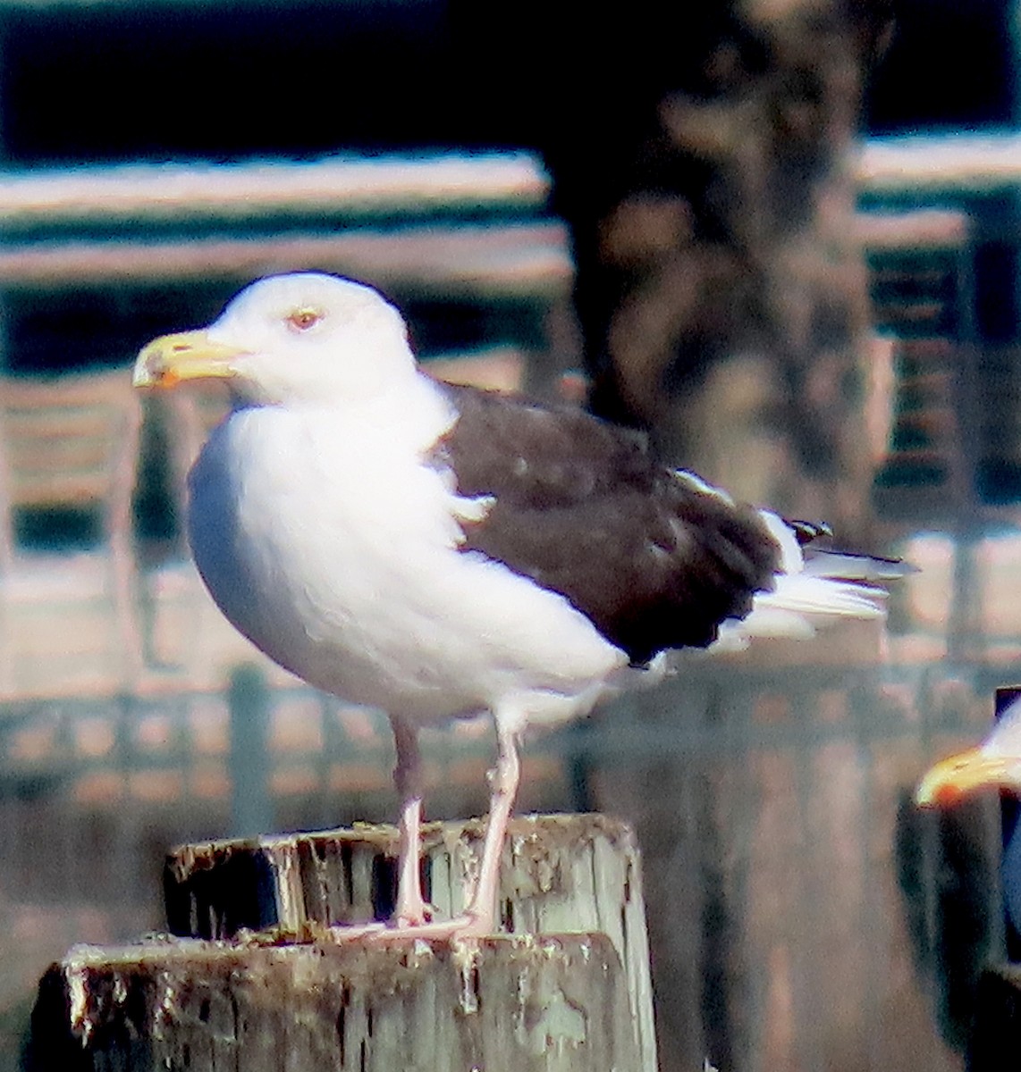 Great Black-backed Gull - ML647772478