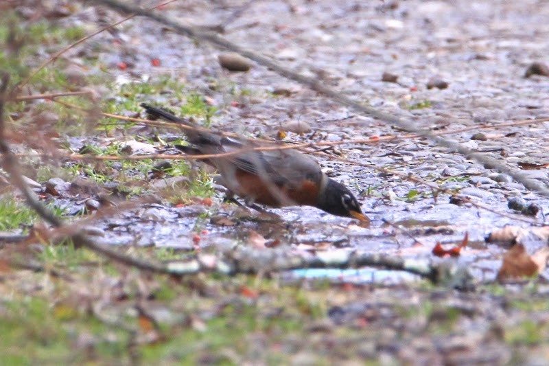 American Robin - ML647772479