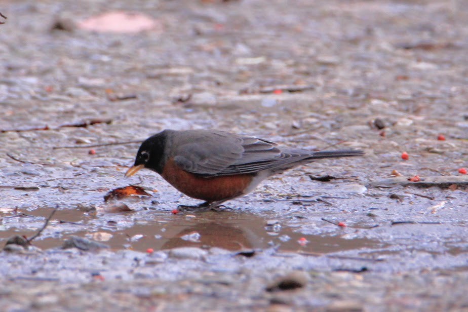 American Robin - ML647772480