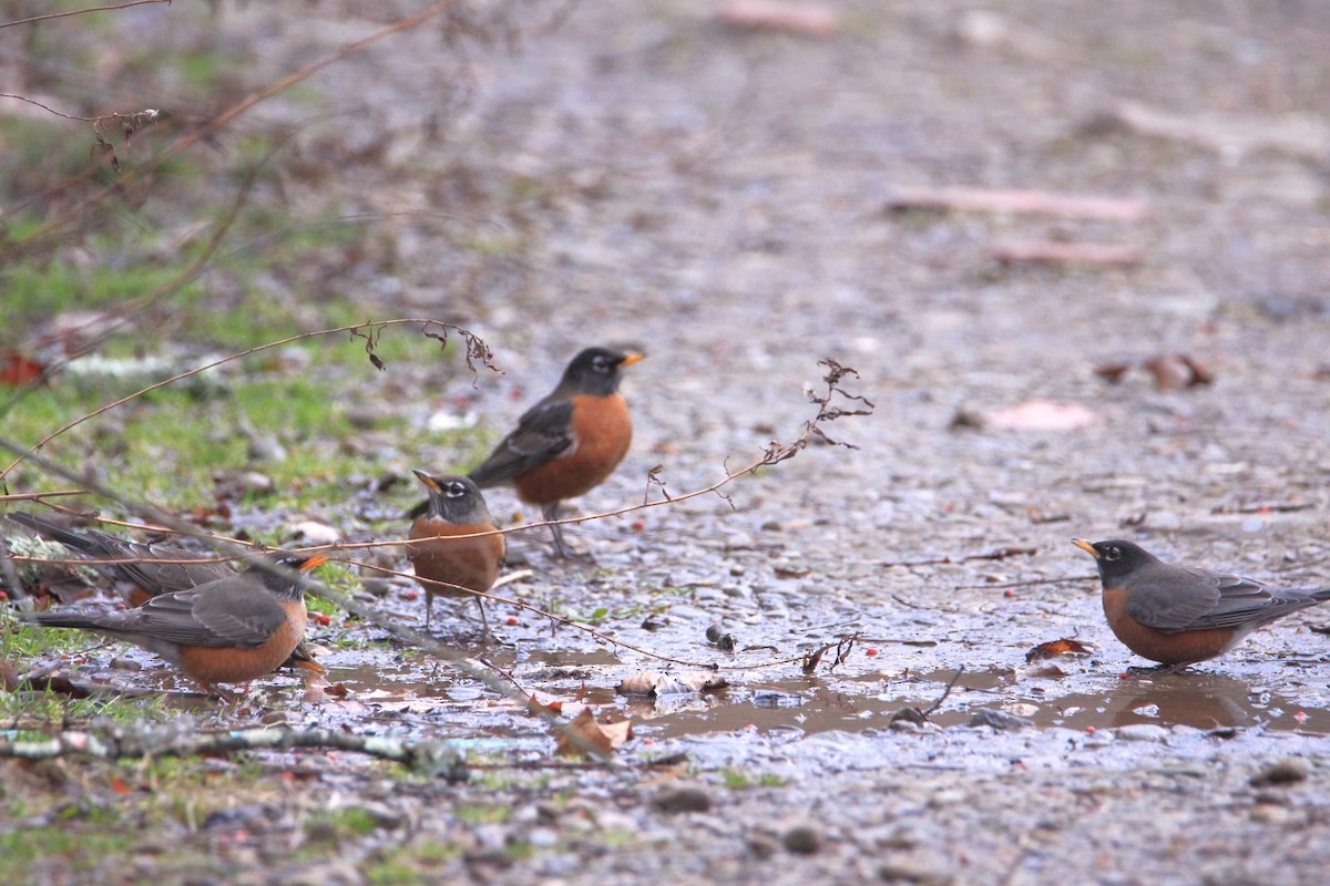 American Robin - ML647772481