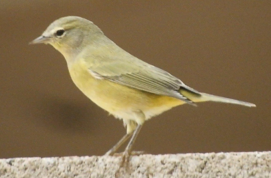 Orange-crowned Warbler - ML647772483