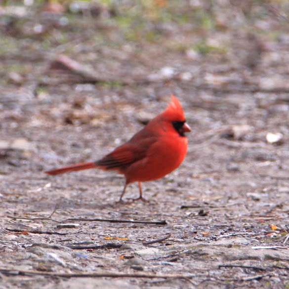 Northern Cardinal - ML647772494
