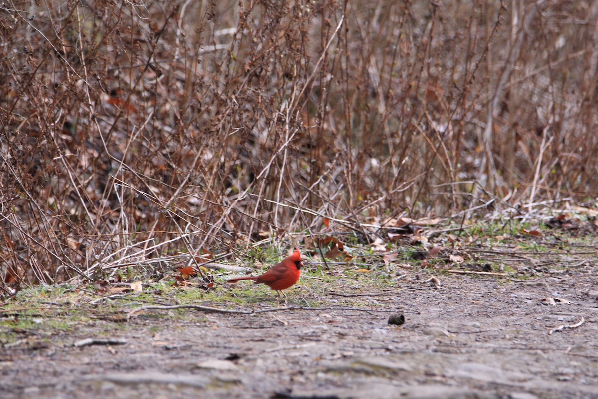 Northern Cardinal - ML647772495