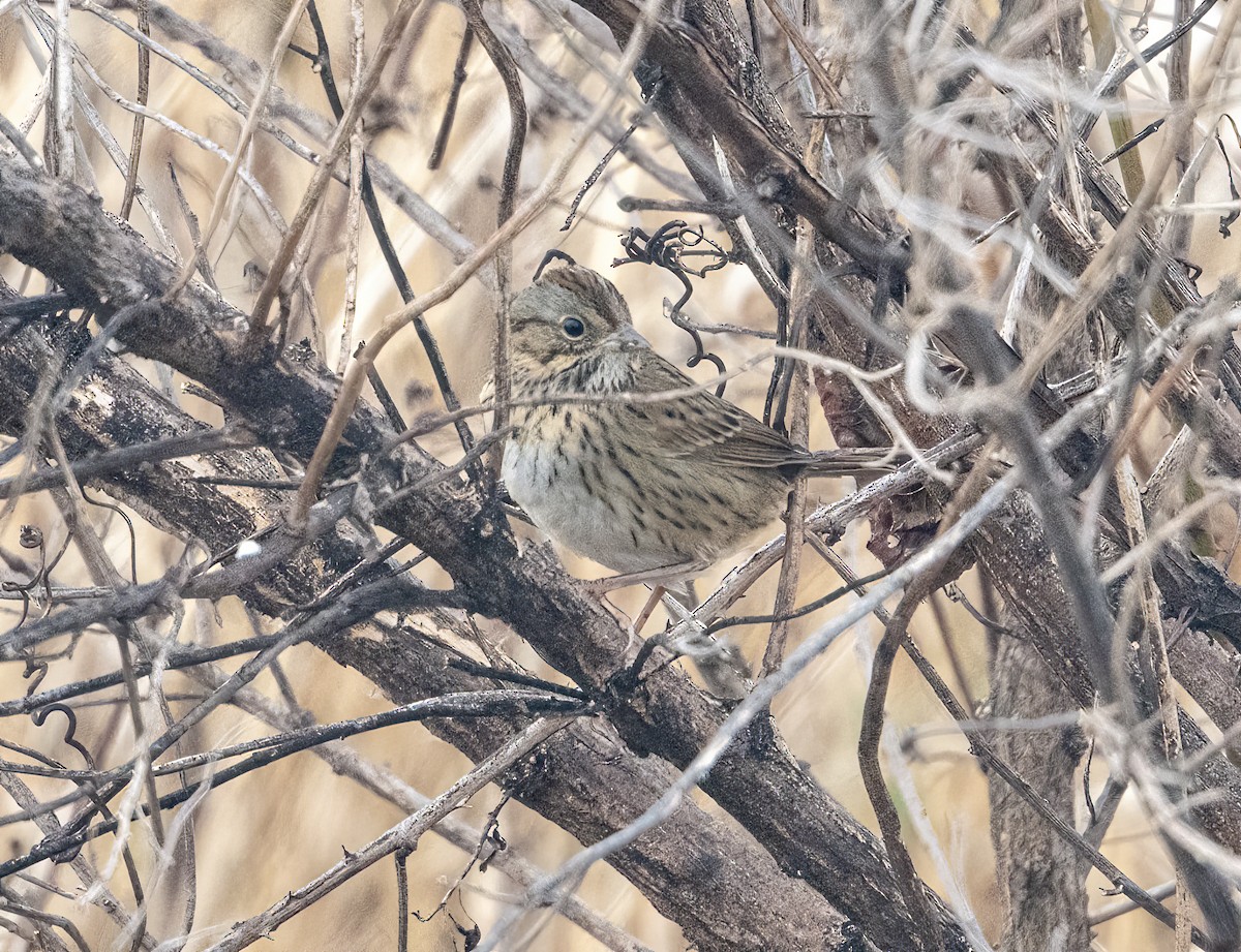 strnadec pruhohlavý - ML647772514