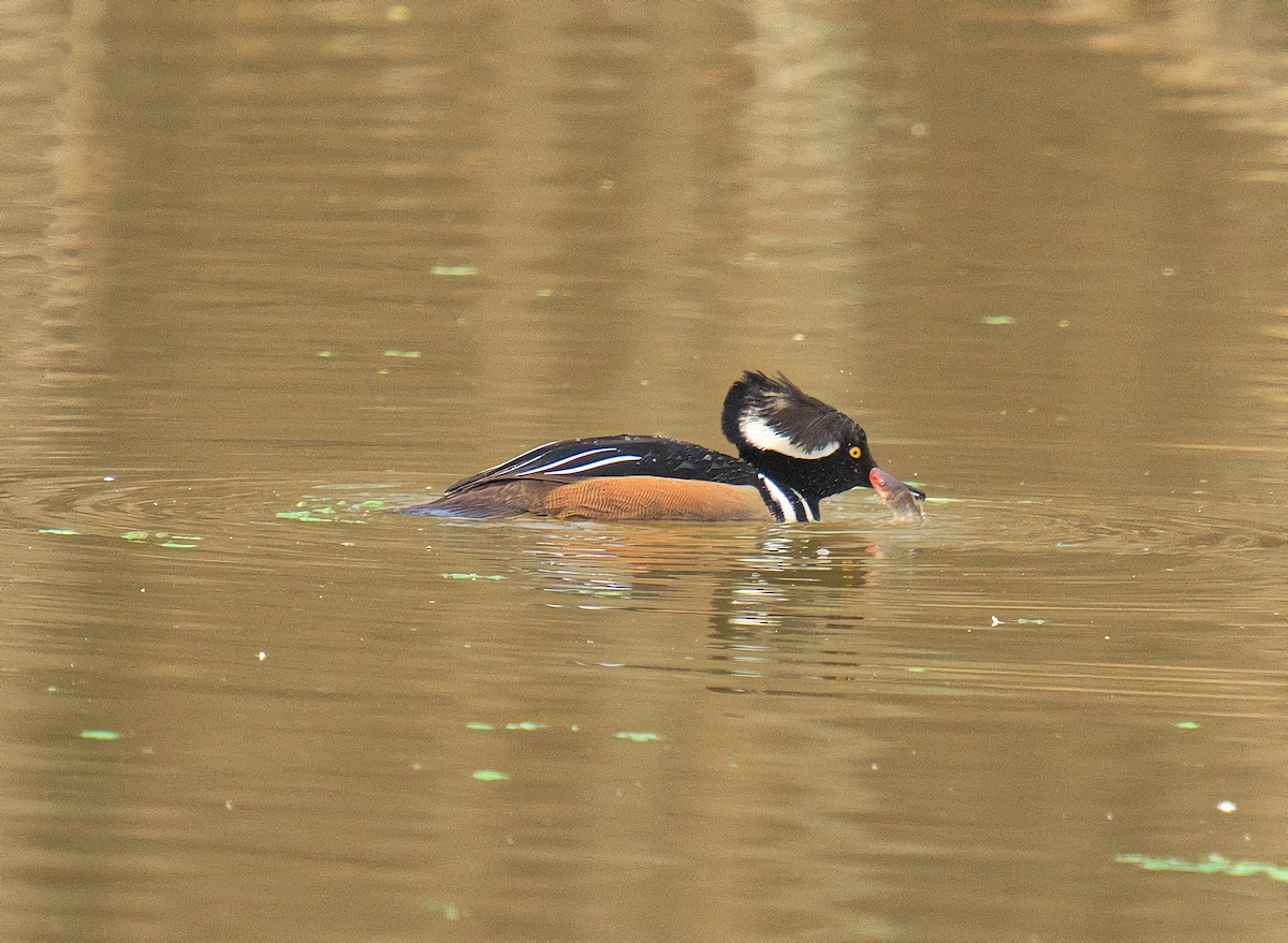 Hooded Merganser - ML647772515