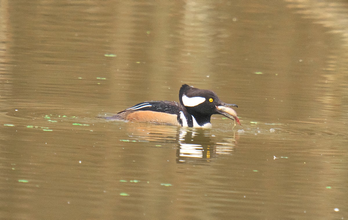 Hooded Merganser - ML647772516