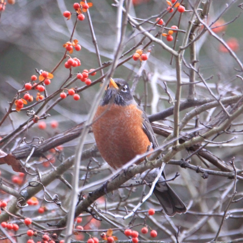 American Robin - ML647772523