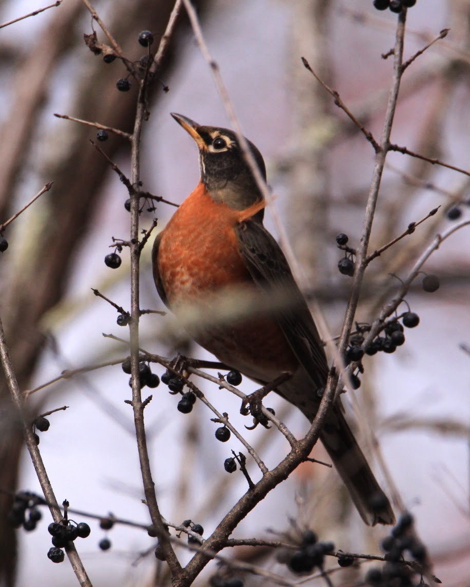 American Robin - ML647772524