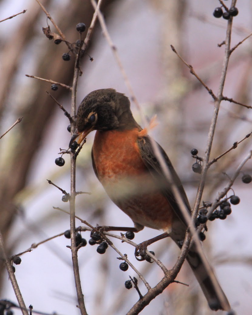 American Robin - ML647772525