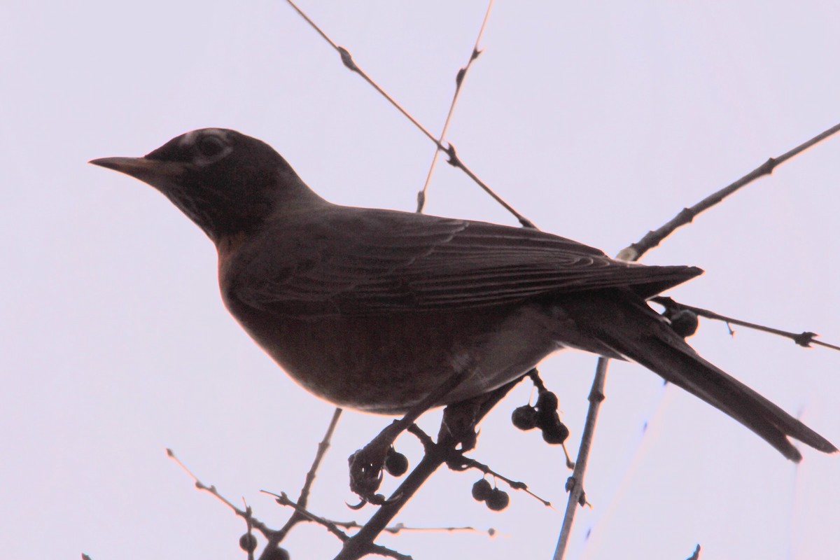 American Robin - ML647772526